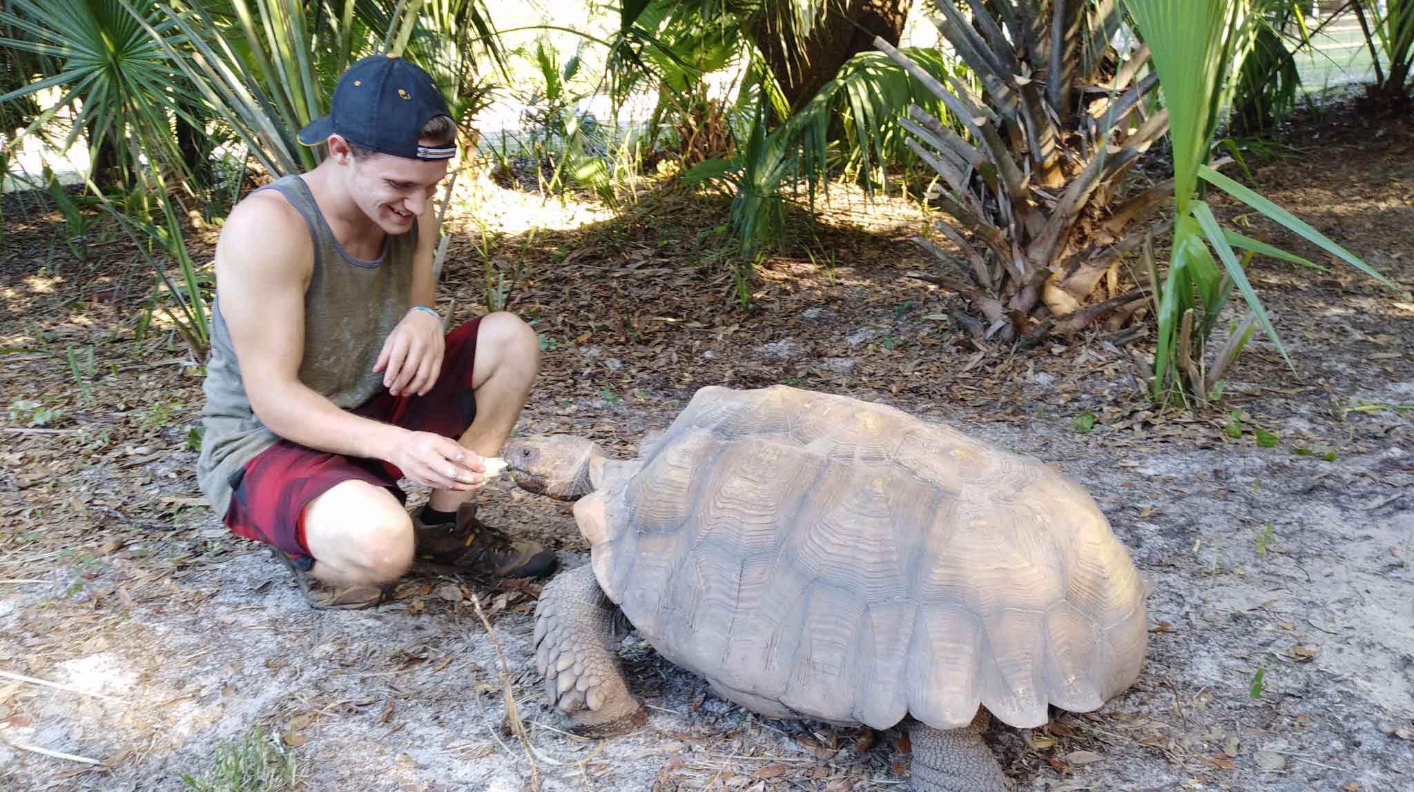 Boy Feeding Tortoise